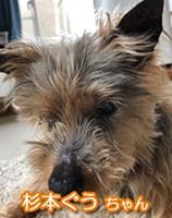 犬