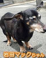 犬