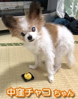 犬
